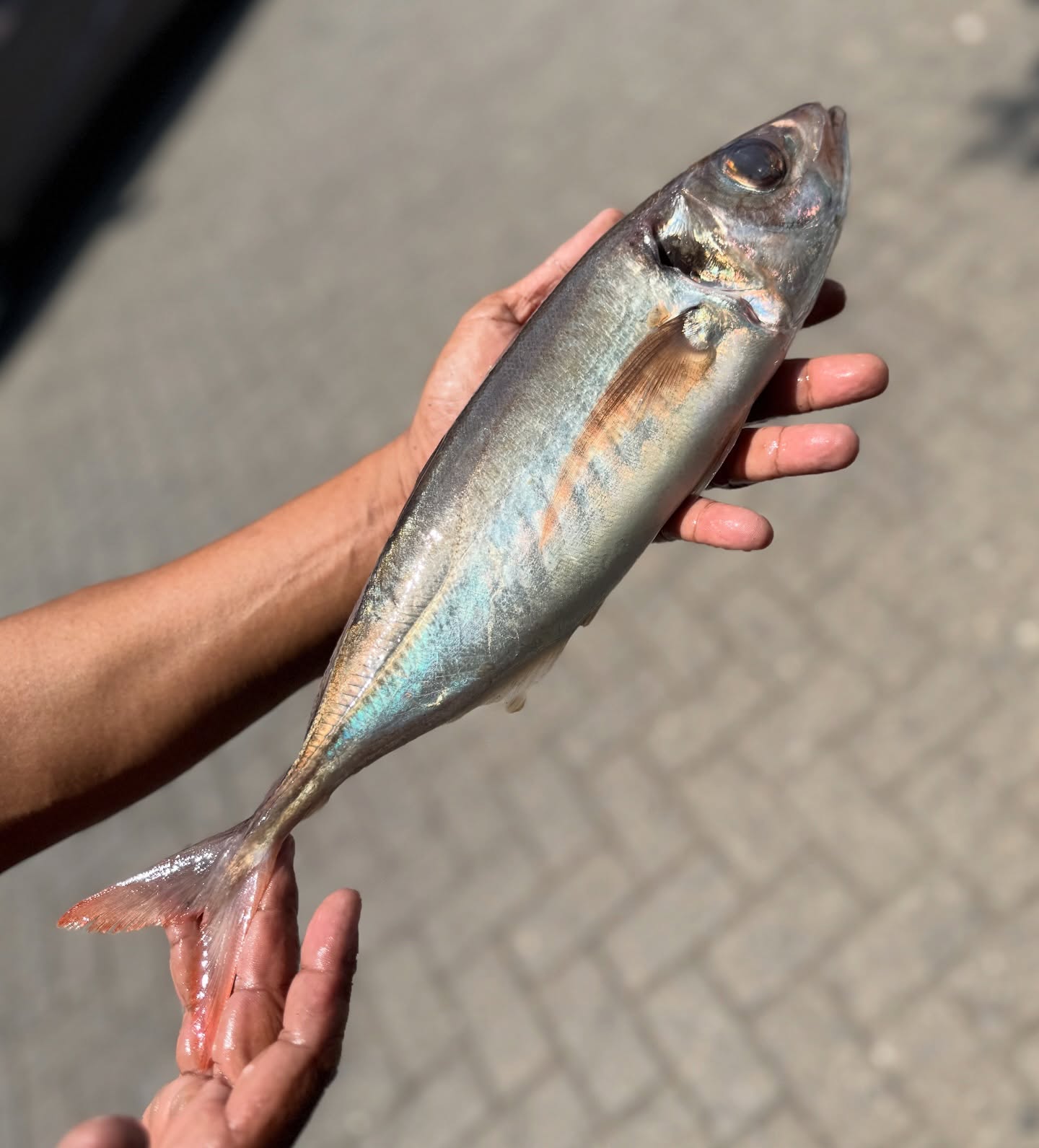 Anjay! Demi nyobain Sashimi paling otentik se-Cikarang, gue sampe blusukan ke driving range golf? 4