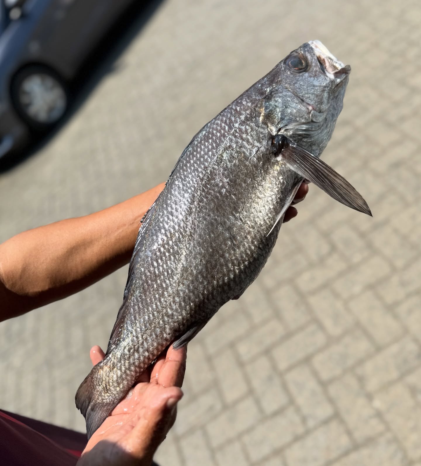 Anjay! Demi nyobain Sashimi paling otentik se-Cikarang, gue sampe blusukan ke driving range golf? 5