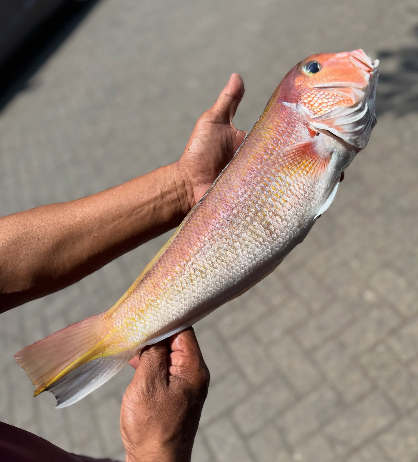 Anjay! Demi nyobain Sashimi paling otentik se-Cikarang, gue sampe blusukan ke driving range golf? 6