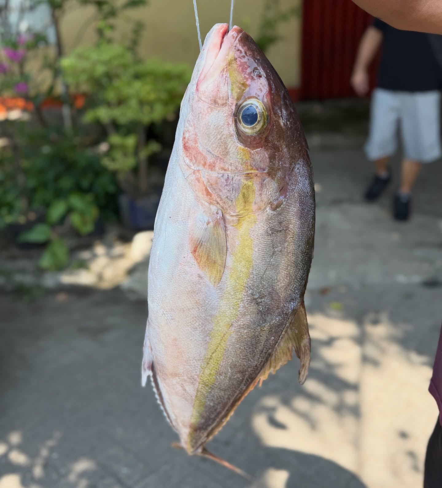 Anjay! Demi nyobain Sashimi paling otentik se-Cikarang, gue sampe blusukan ke driving range golf? 7