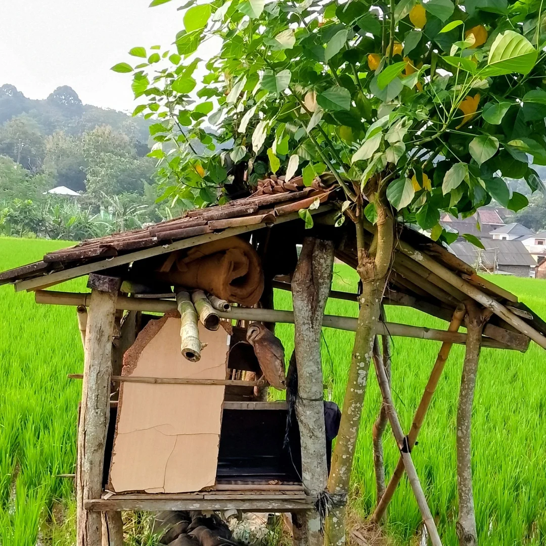 Soto 5rb ada kebun binatangnya? Resto sawah di Semarang ini, sumpah Mantap banget 4