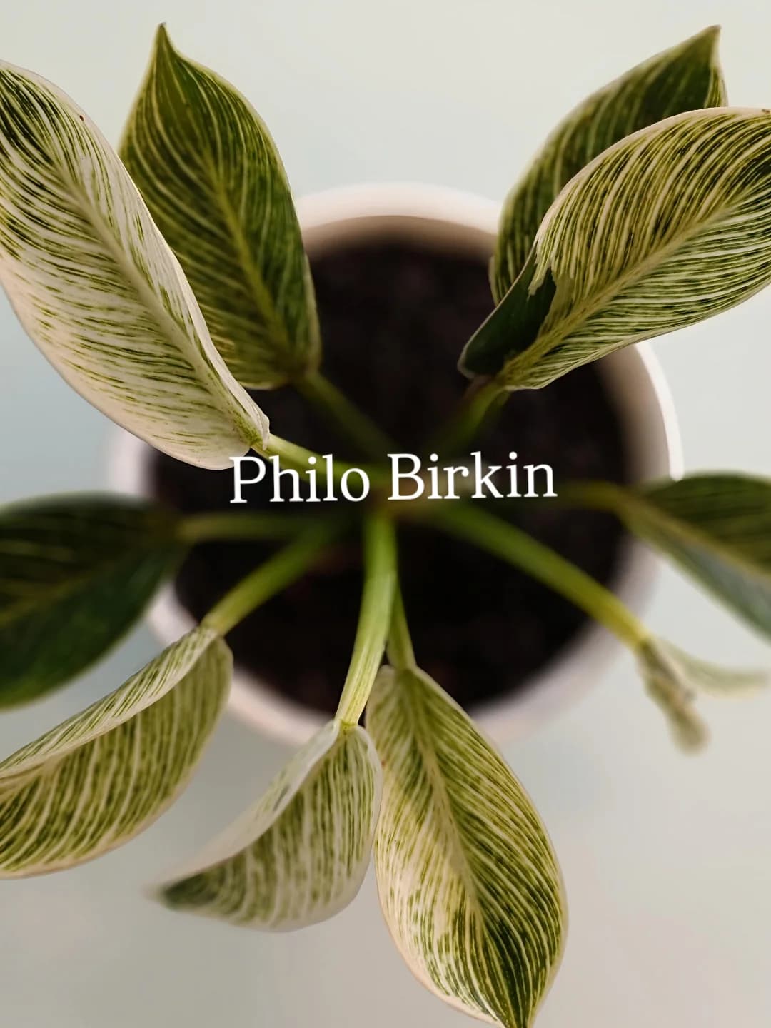 植物控请进！雅加达这家花店里的餐厅，先看吐槽再决定去不去！ 3