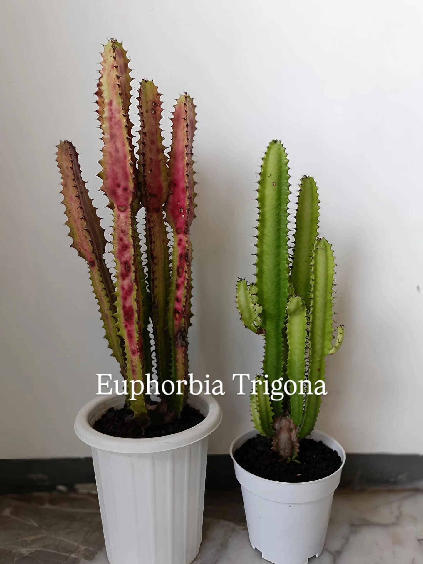 植物控请进！雅加达这家花店里的餐厅，先看吐槽再决定去不去！ 2