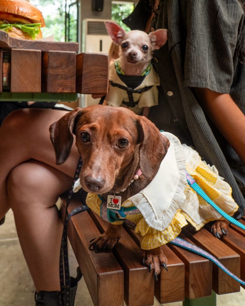 Pawrents Tangerang, merapat! 'Little Bali' yang bisa ajak anabul chill di ruang AC ini, gue serbu duluan ah