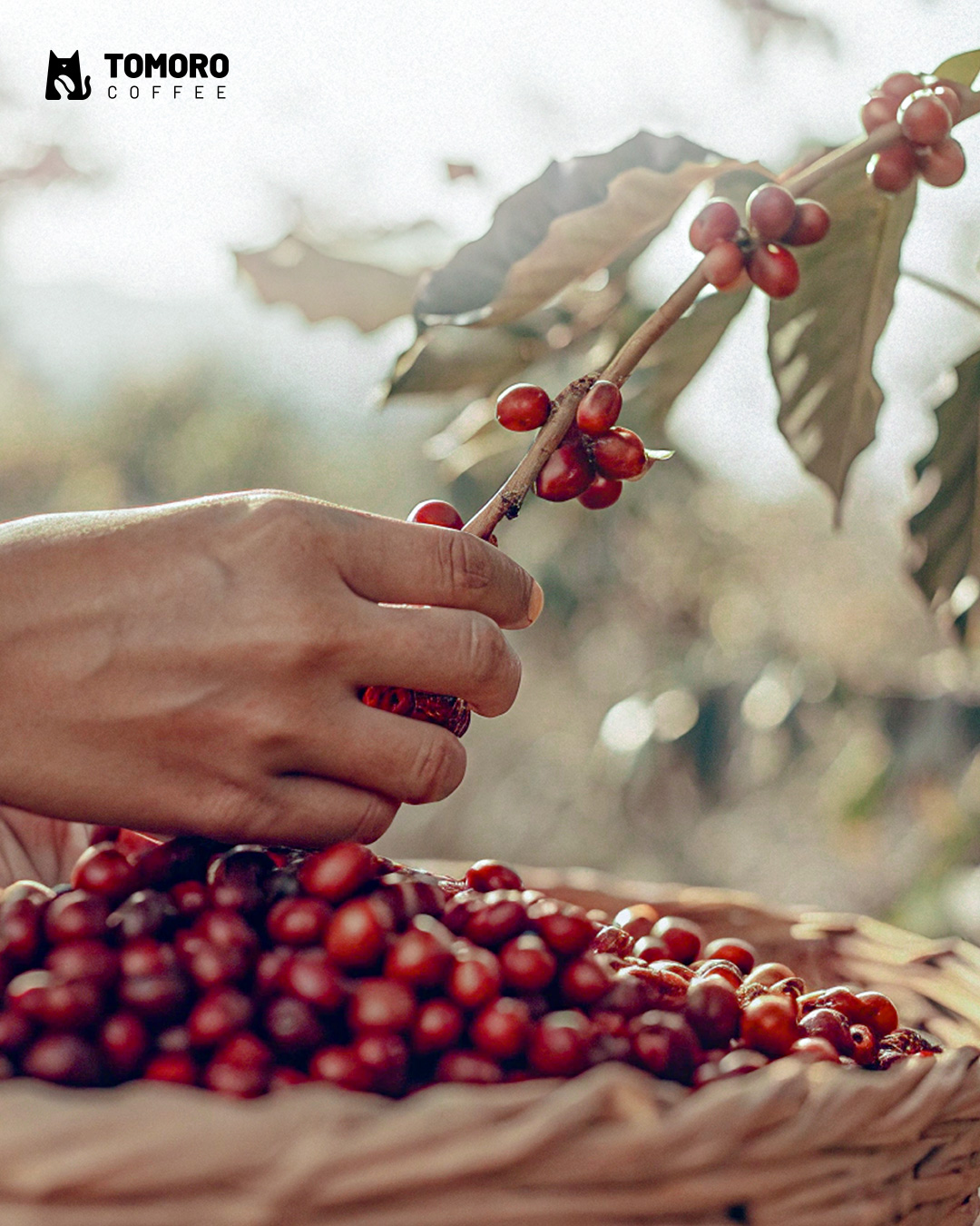 花9k印尼盾在TOMORO坐一下午？先别冲，有些实话我得说