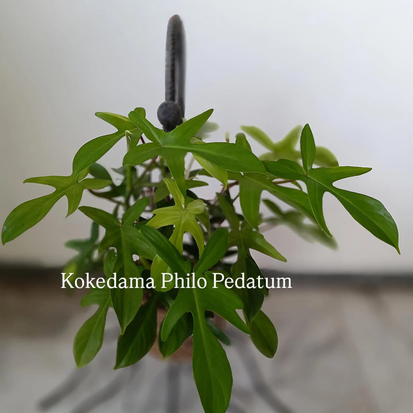 植物控请进!雅加达这家花店里的餐厅,先看吐槽再决定去不去!