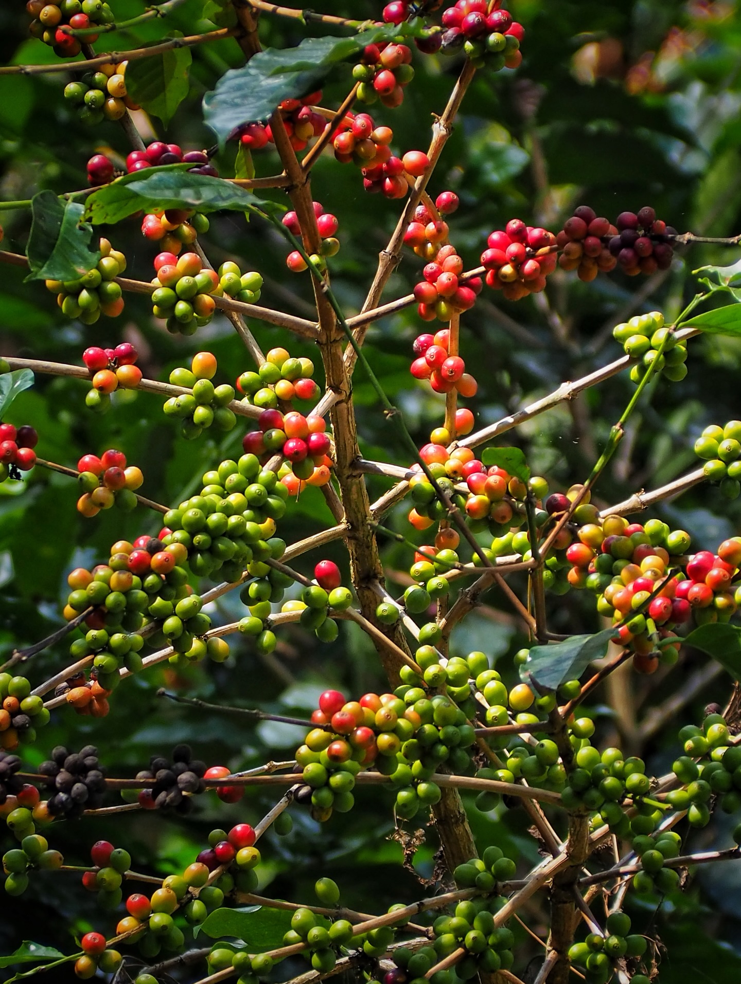 Attention Palembang Digital Nomads! I've found the workspace of your dreams 2